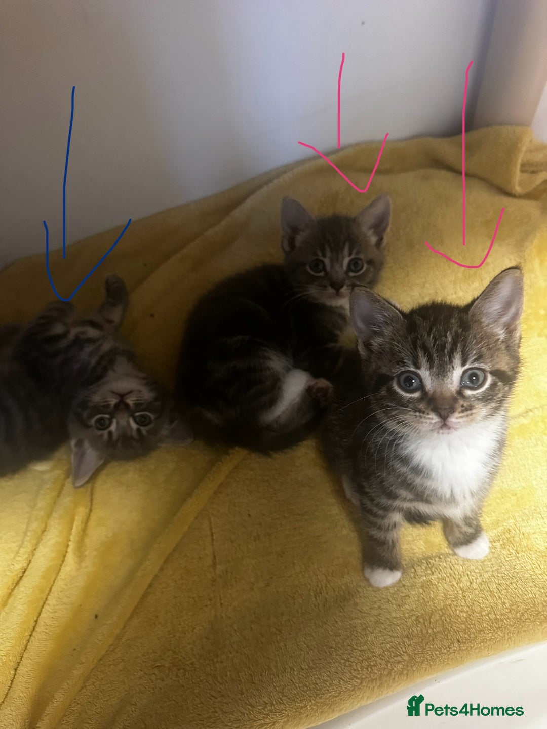 Mixed Breed cats for sale: 6 Of the cutest kittens ever !  - Image 28