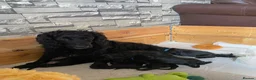 Sprocker dogs for sale: Sprocker spaniel x show type cocker spaniel  in Coalville - Advert 1
