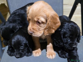 Cocker Spaniel dogs Beautiful Working KC Reg Cocker Spaniels Puppies - Advert 1