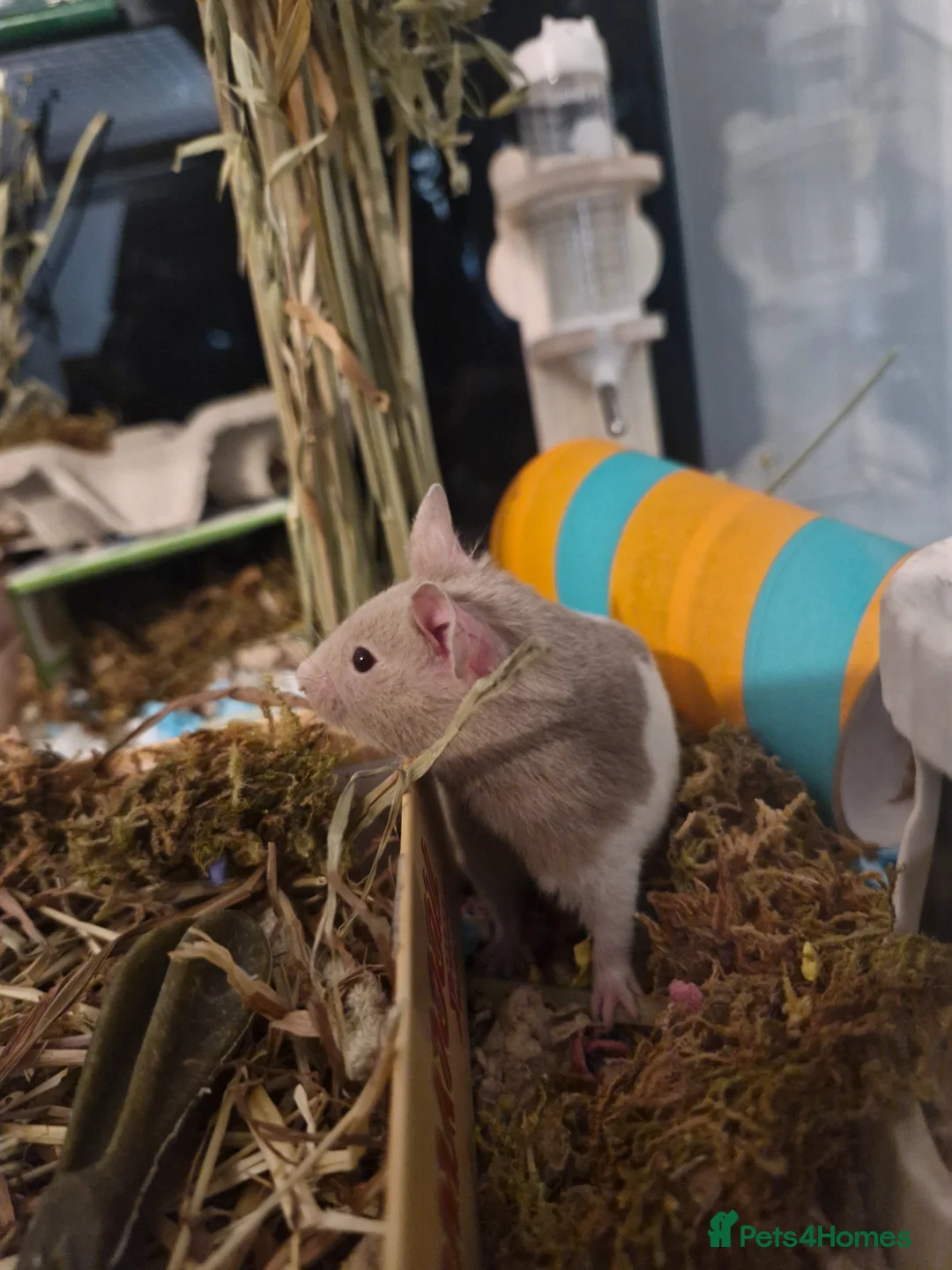 Hamster rodents for sale: Syrian male hamster with big enclosure - Advert 1