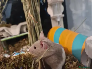 Hamster rodents Syrian male hamster with big enclosure - Advert 3