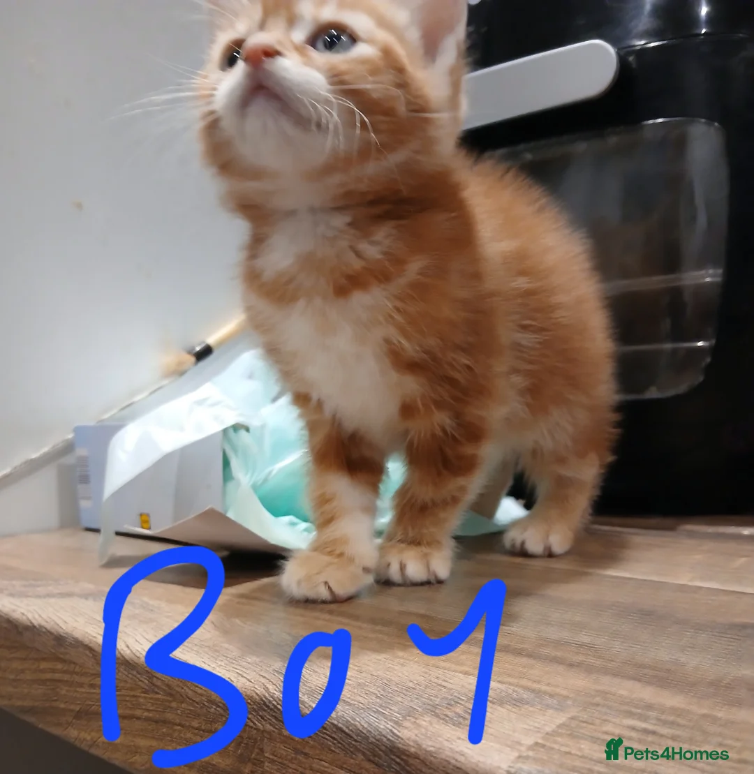 Mixed Breed cats for sale: 4 adorable kittens looking for new homes - Advert 2