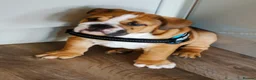 English Bulldog dogs for sale: ENGLISH BULLDOG RED AND WHITE KC - Advert 5