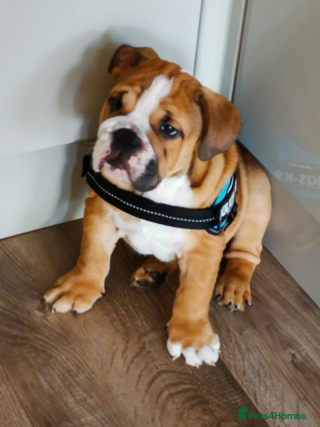 English Bulldog dogs for sale: ENGLISH BULLDOG RED AND WHITE KC - Advert 5