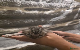 Bengal cats for sale: Rare Bengal babies - Image 14