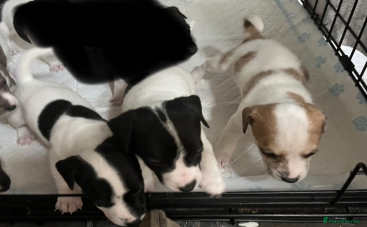 Jack Russell dogs - Advert 2