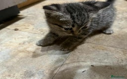 European cats for sale: 6 beautiful kitten - Image 2