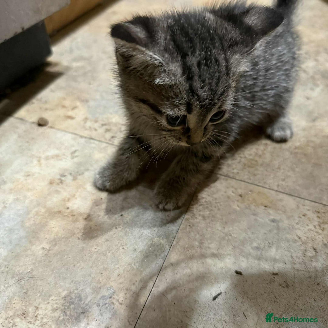 European cats for sale: 6 beautiful kitten - Image 2