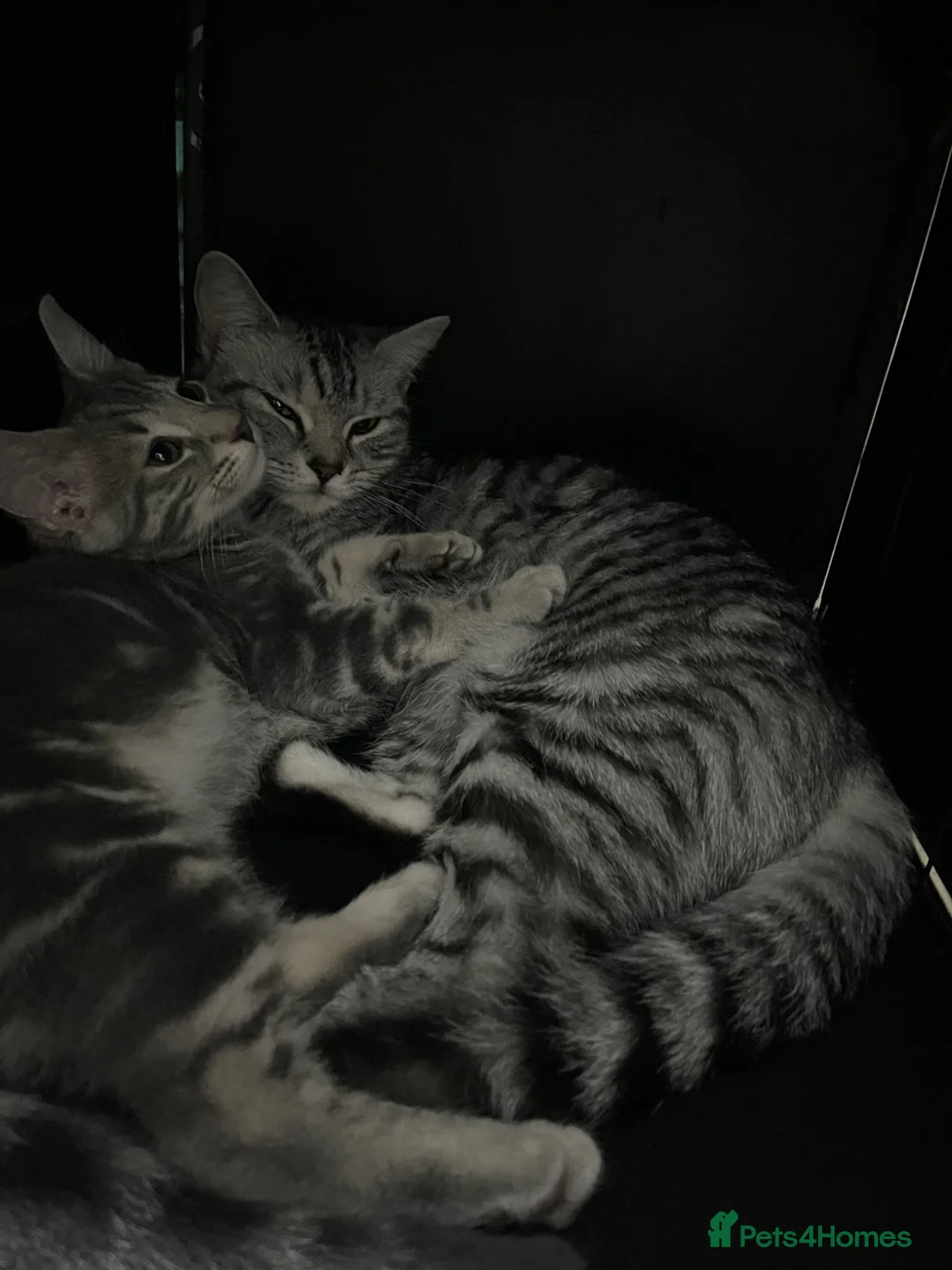 British Shorthair cats for sale: Beautiful pair of bonded kittens!  in Waltham Cross - Advert 19