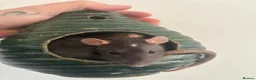 Rat rodents for sale:  dumbo x Rex pet rats for sale  in Stoke-on-Trent - Advert 4