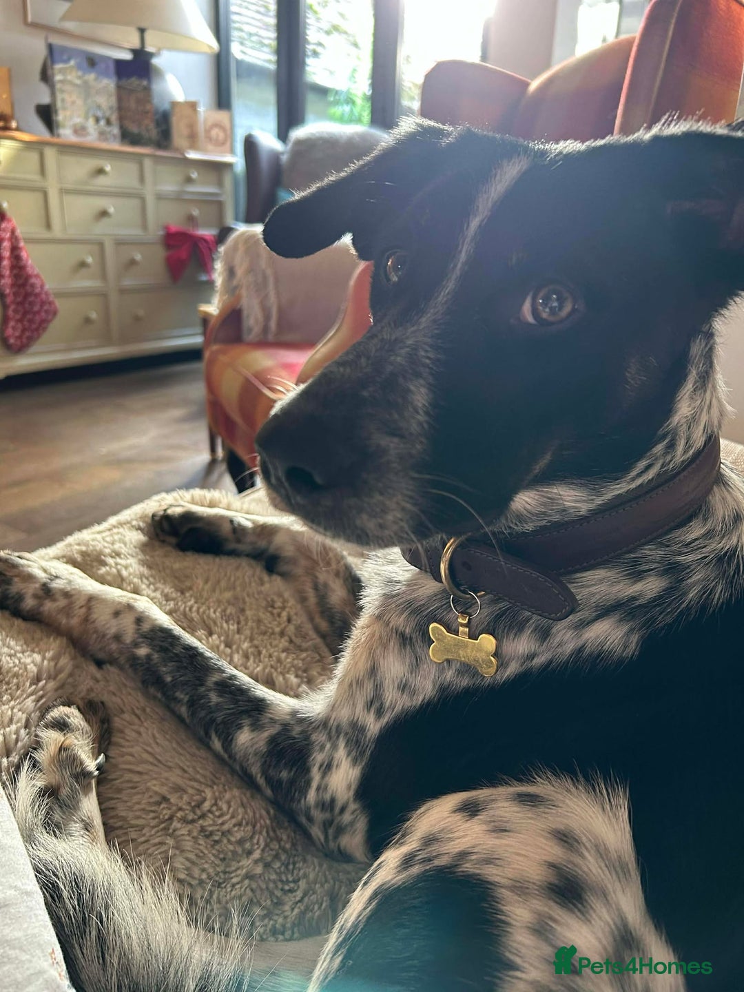 Mixed Breed dogs for adoption: Beau is looking for his forever home - Advert 12