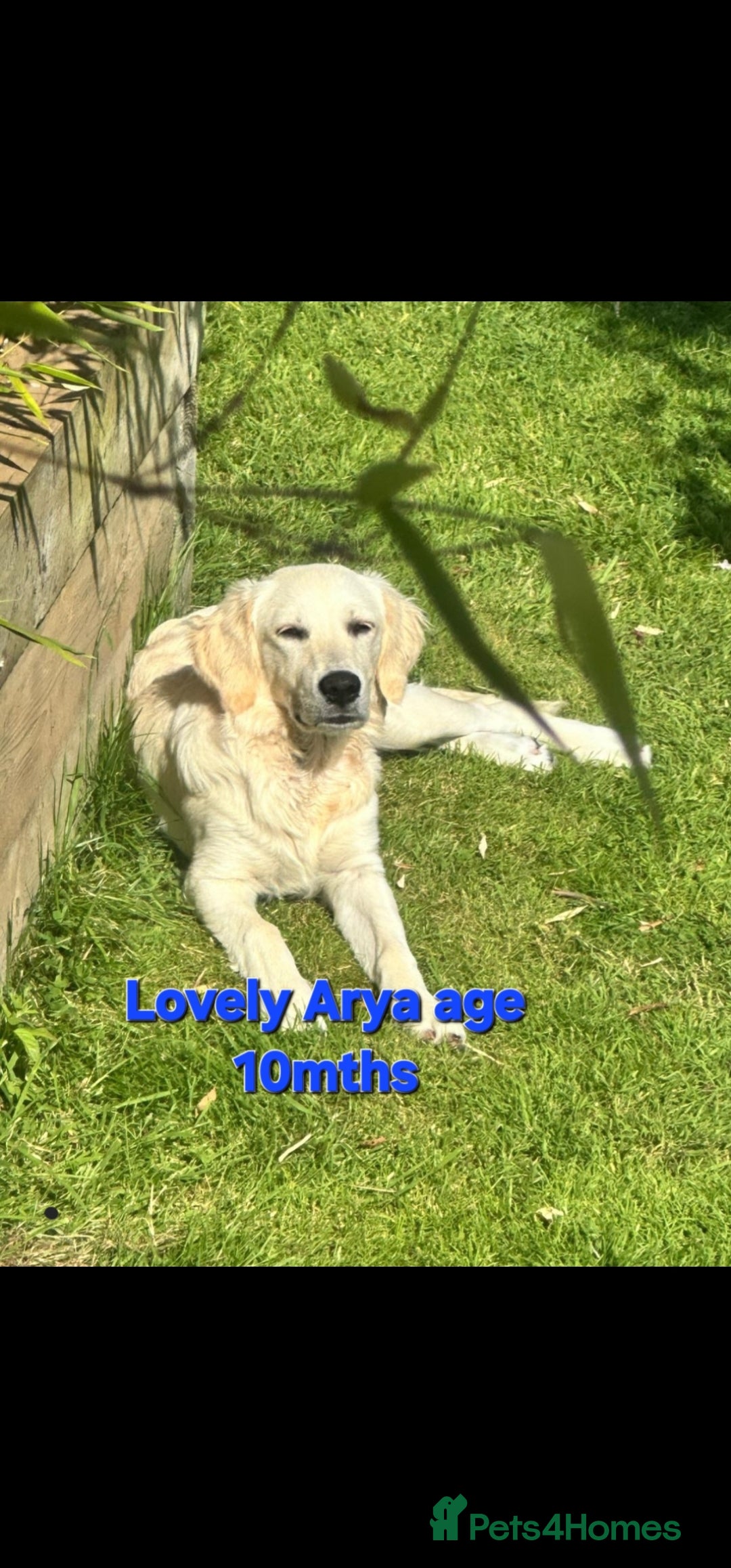 Golden Retriever dogs for stud: EXTENSIVELY HEALTH TESTED, KC Reg PROVEN in Bishop Auckland - Image 15