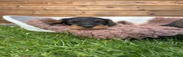 Dachshund dogs for sale: Dachshund KC wire haired puppies  - Advert 10