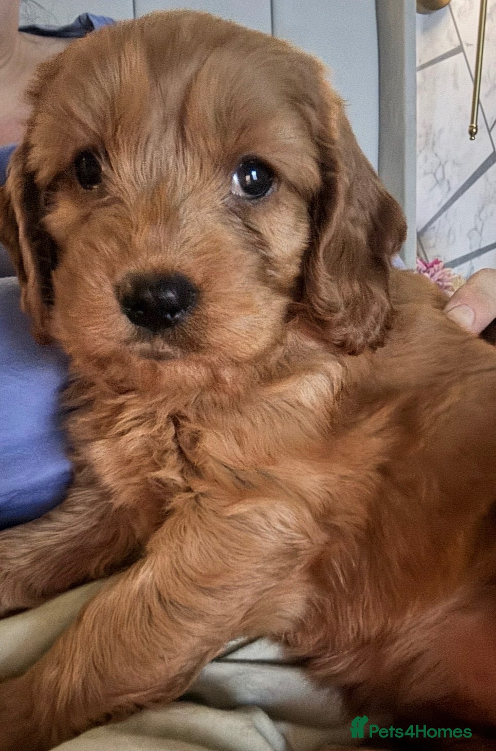 Cavapoo dogs Cavapoo 9 weeks old  - Advert 1