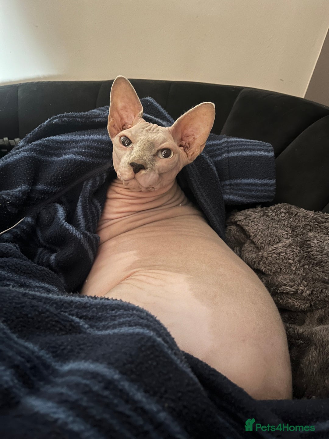 Sphynx cats for sale: Two Sphynx looking for doting home - Image 3