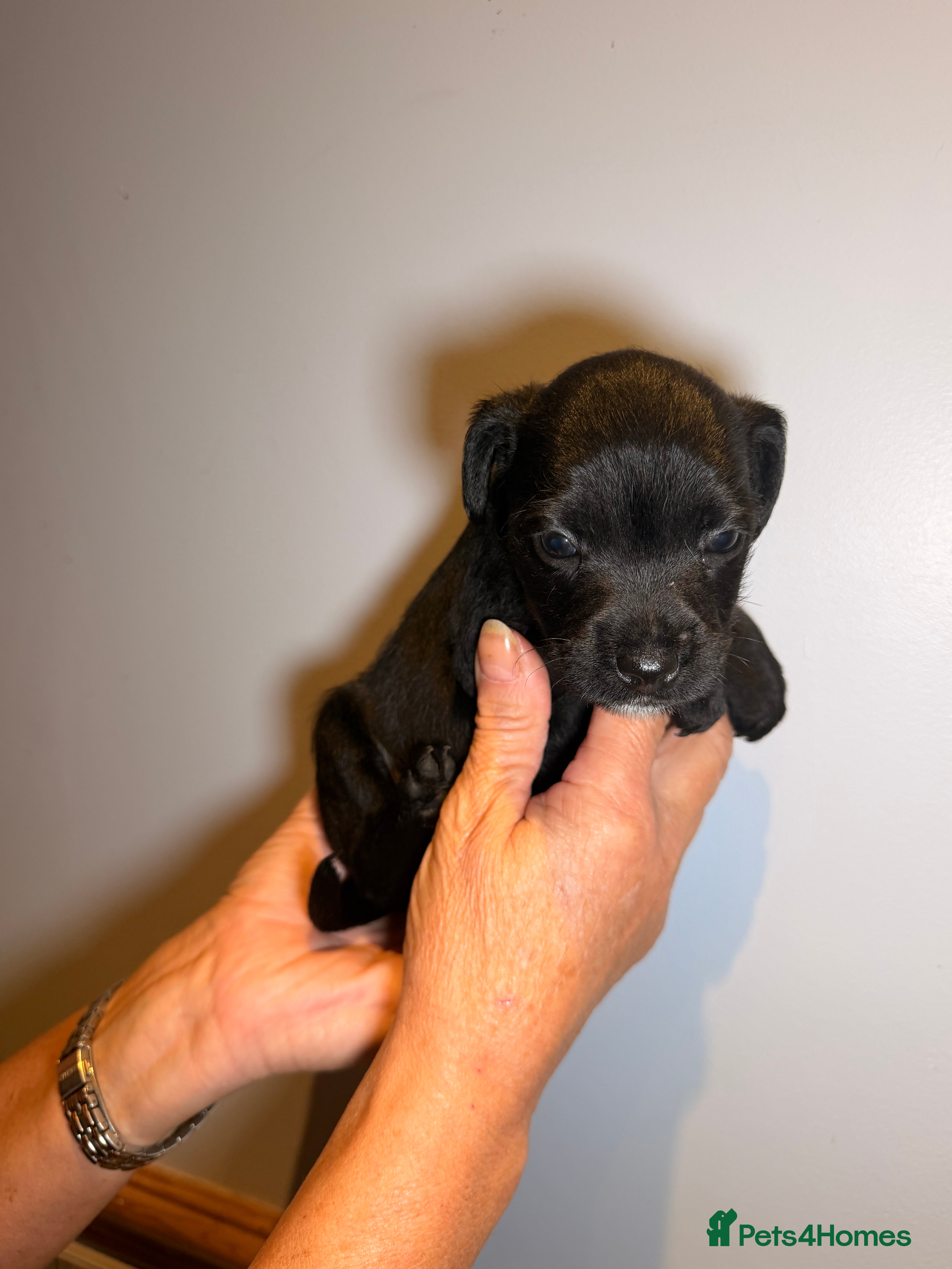 Mixed Breed dogs Border terrier x patterdale - Advert 2