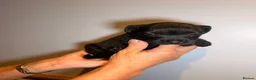 Mixed Breed dogs for sale: Border terrier x patterdale - Advert 5
