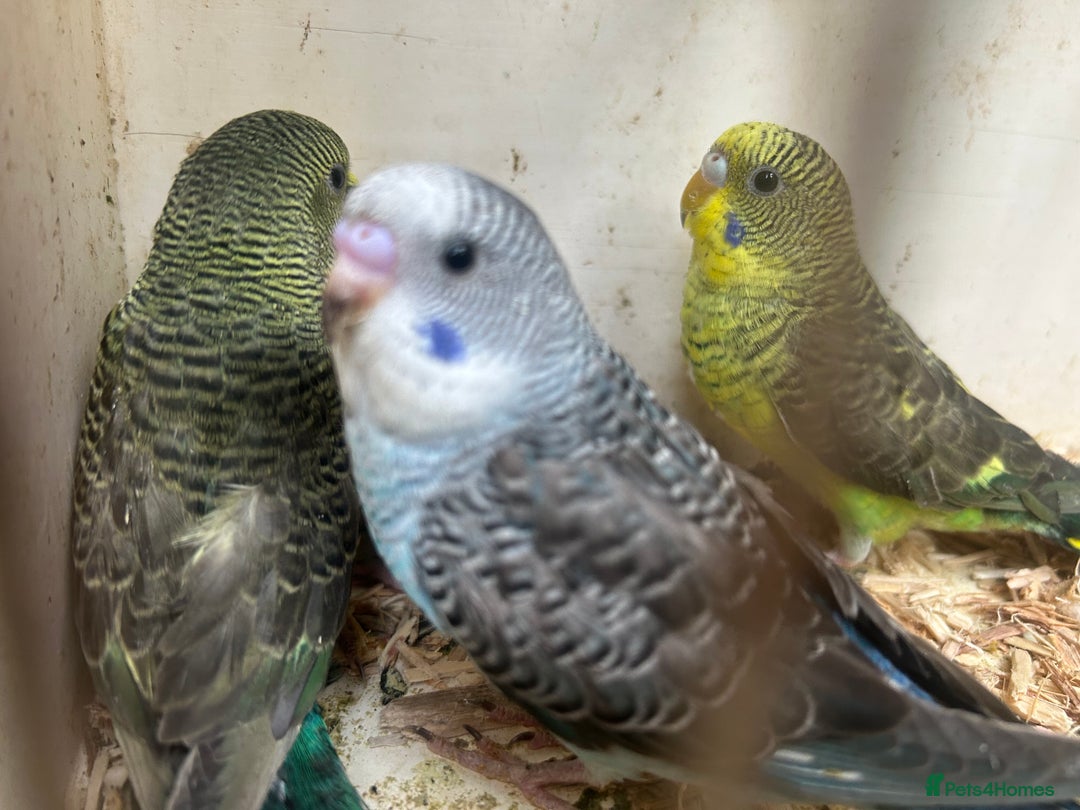Budgerigars birds for sale: Budgies for sale, black wings, all in good health  - Image 16