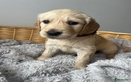 Golden Retriever dogs for sale: PURE breed, KC reg parents, gorgeous goldens - Image 8