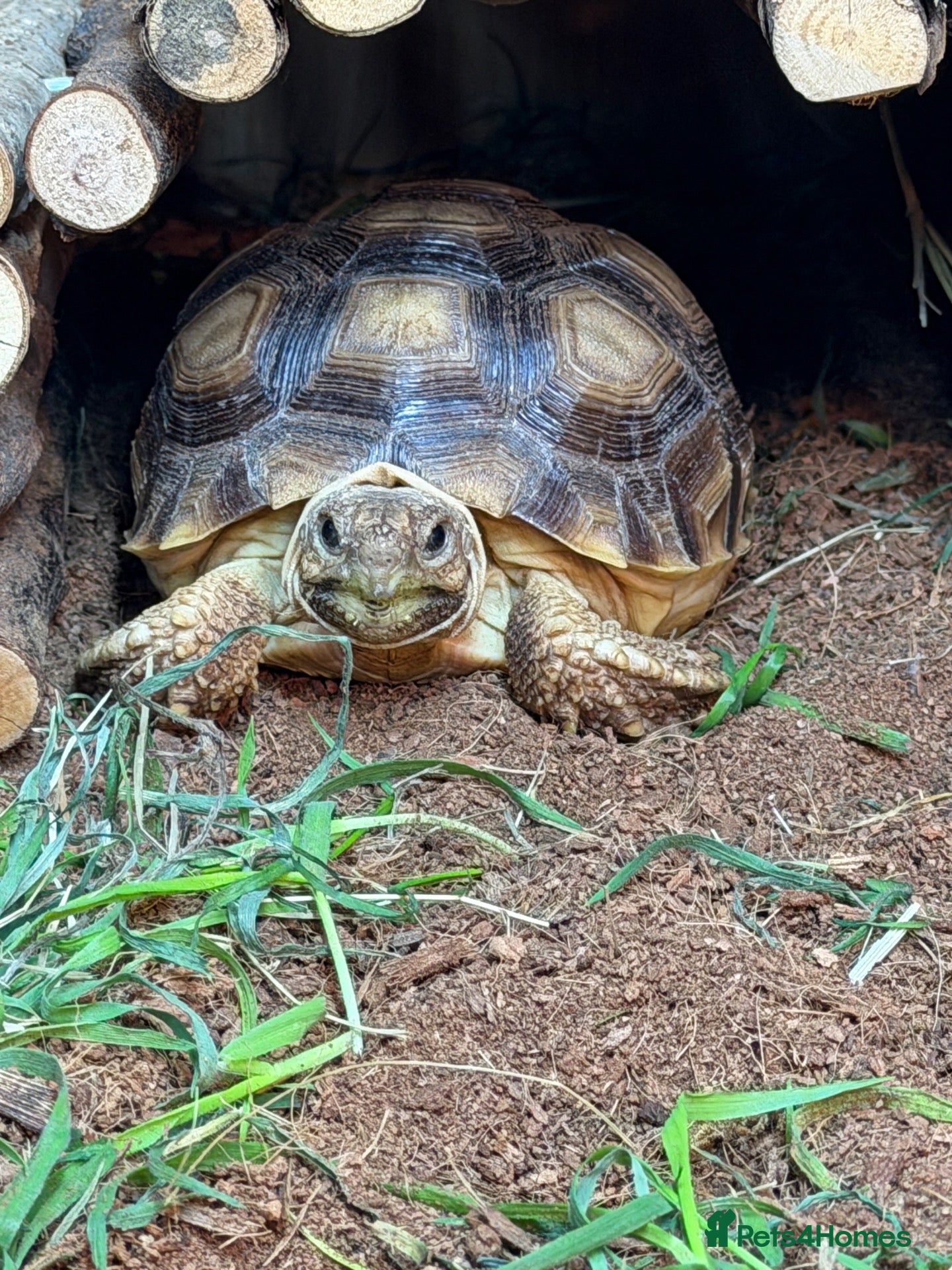 Tortoise reptiles Sulcata tortoise  - Advert 1