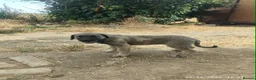 Mixed Breed dogs for adoption: Masiey 4,5 months Macedonian rescue pups - Advert 3