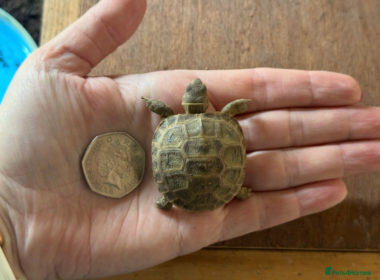 Tortoise reptiles Horsfield (Russian) tortoise hatchlings, for sale  - Advert 1
