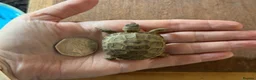 Tortoise reptiles for sale: Horsfield (Russian) tortoise hatchlings, for sale  - Advert 1