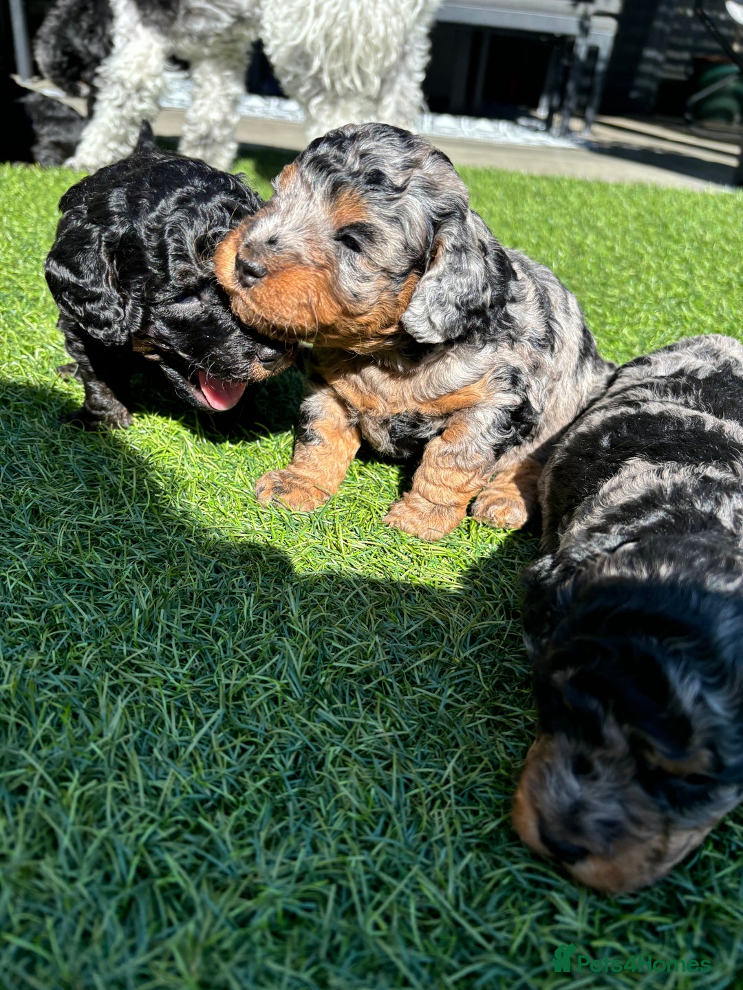 Toy Poodle dogs for stud: KC CHOCOLATE PHANTOM TOY POODLE in Willenhall - Image 11
