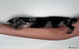 Chihuahua dogs for sale: 3/4 chihuahua 1/4 jack russell - Image 16