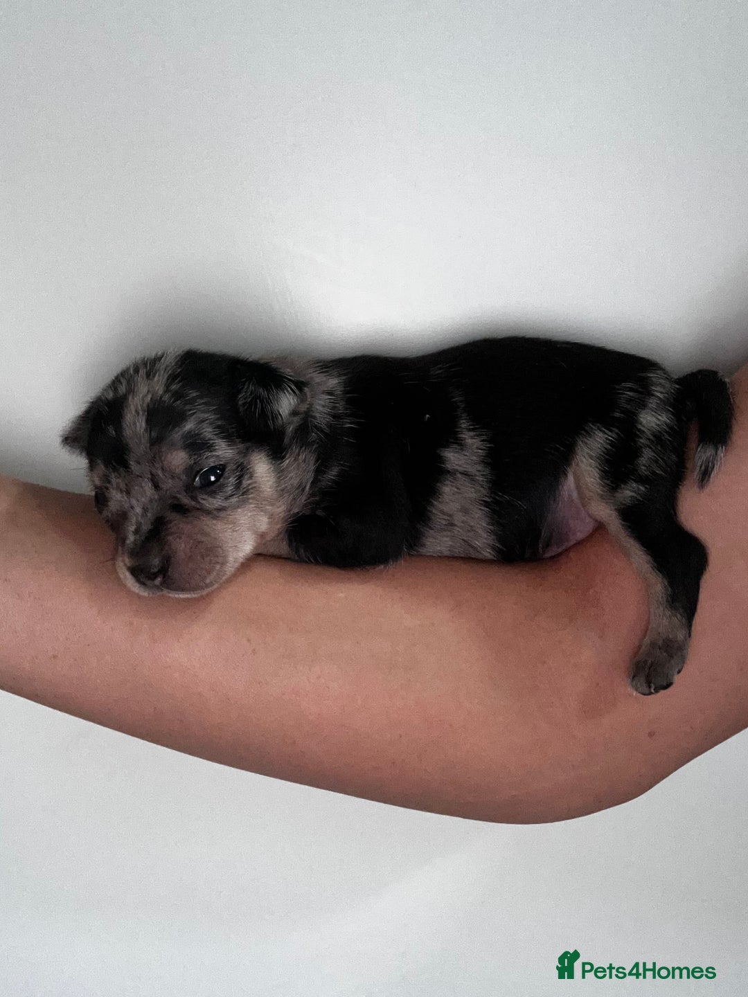 Chihuahua dogs for sale: 3/4 chihuahua 1/4 jack russell - Image 16