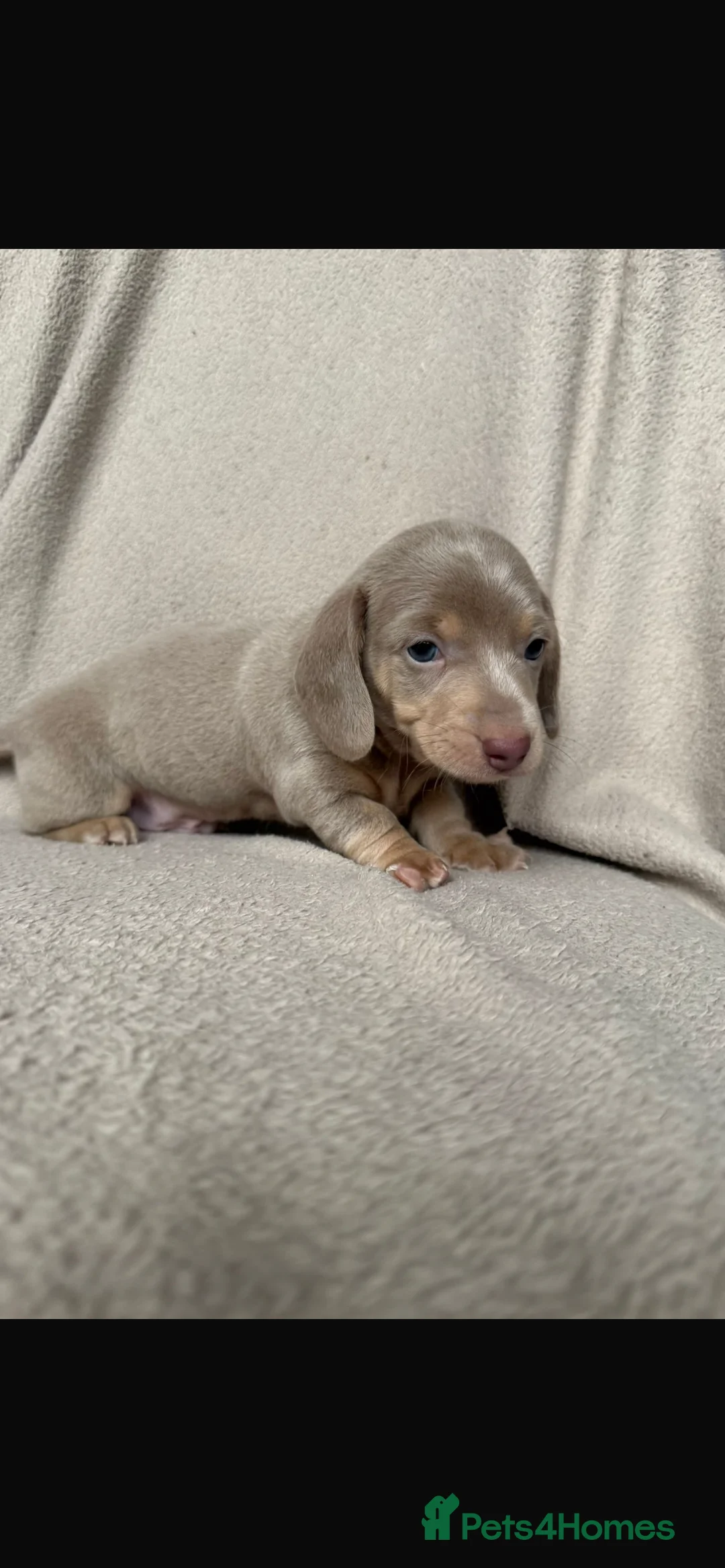 Dachshund dogs for sale: Dachshund pups 3 boys  - Advert 7