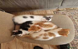 Mixed Breed cats for sale: Kittens for sale  - Image 9