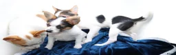 Mixed Breed dogs for sale: 3 Small Mixed breed puppies  in Manchester - Advert 25