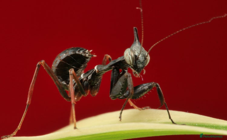 Praying Mantis invertebrates - Advert 1