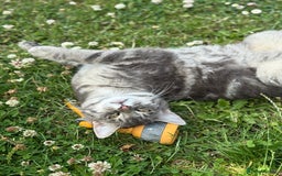 British Shorthair cats for sale: Sweet Halloween Baby Looking for a Loving Home🎃🐾 - Image 3