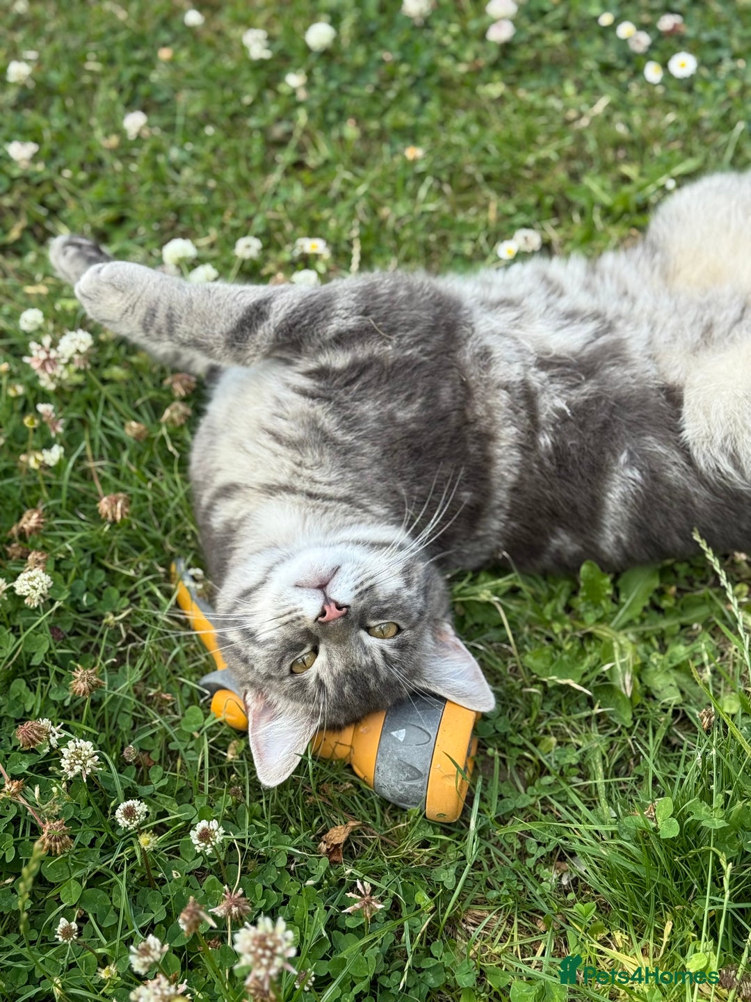 British Shorthair cats for sale: Sweet Halloween Baby Looking for a Loving Home🎃🐾 - Image 3