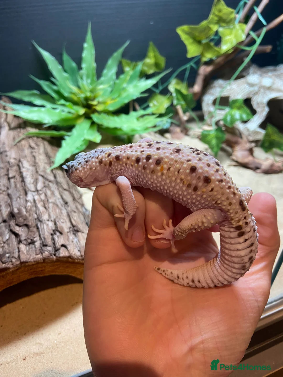 Leopard Gecko reptiles for sale: Super mac snow Leopard Gecko in Dorking - Advert 4