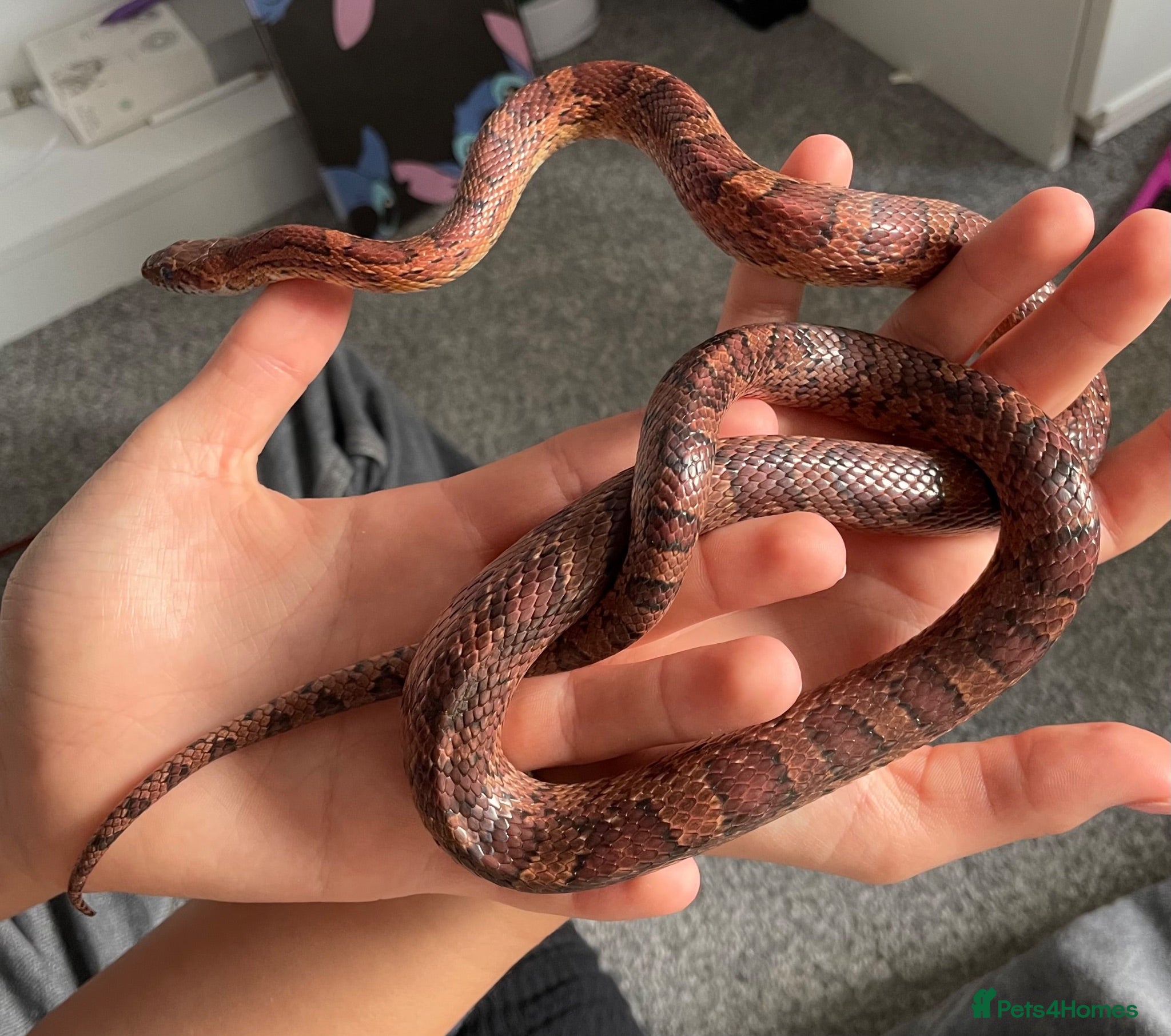 Corn Snake reptiles Corn Snake (Wild Type) - Advert 2
