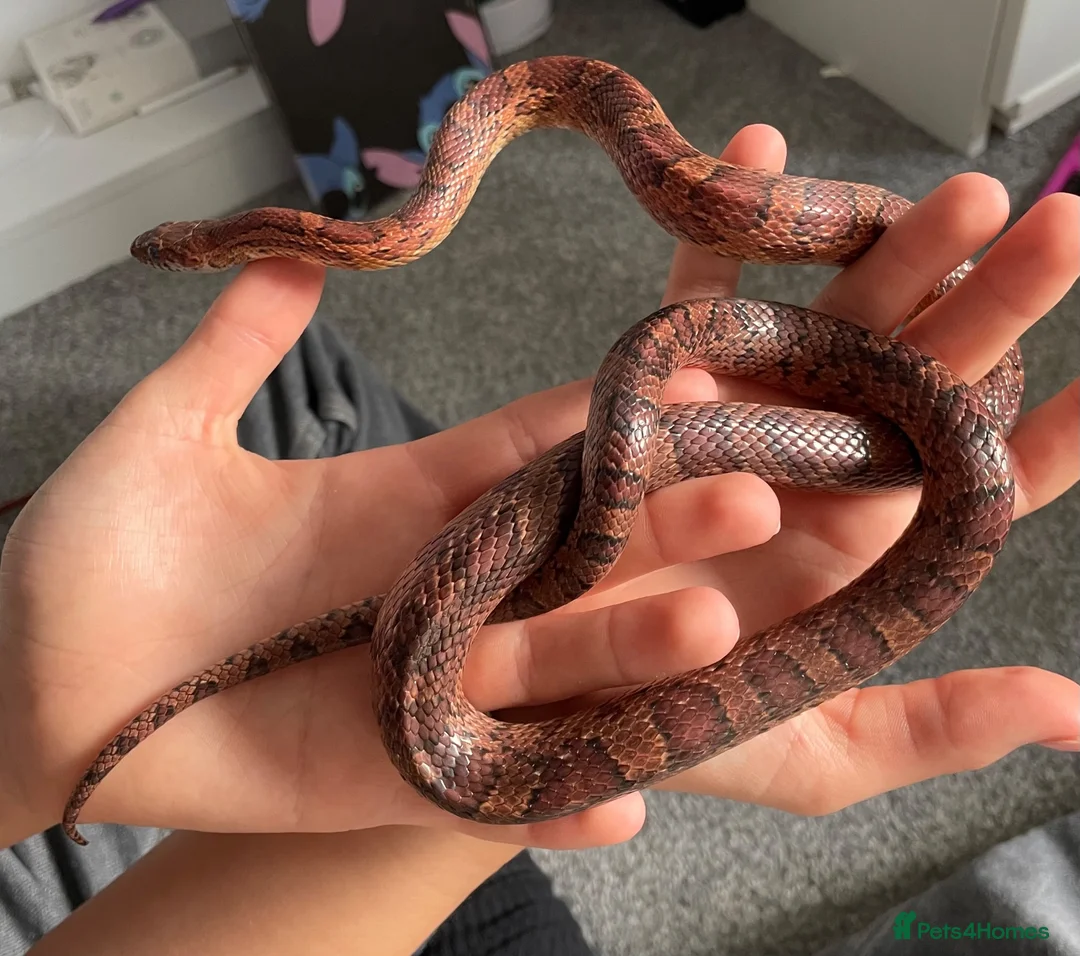 Corn Snake reptiles for sale: Corn Snake (Wild Type) - Advert 2