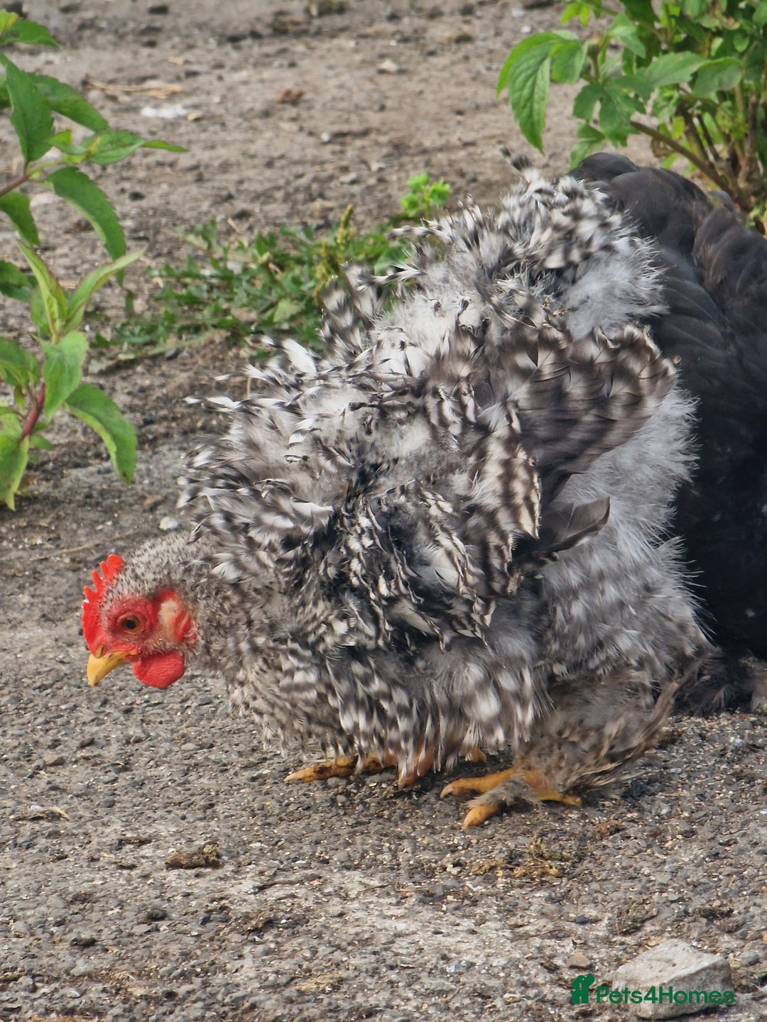 Chickens poultry for sale: Point of Lay hens Jersey Giants, Pekin & Olive egg - Image 19