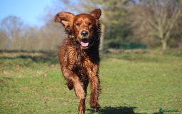Irish Setter dogs for sale: Rare Golden Irish litter - Image 29