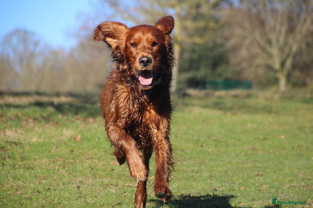 Irish Setter dogs for sale: Rare Golden Irish litter - Image 29