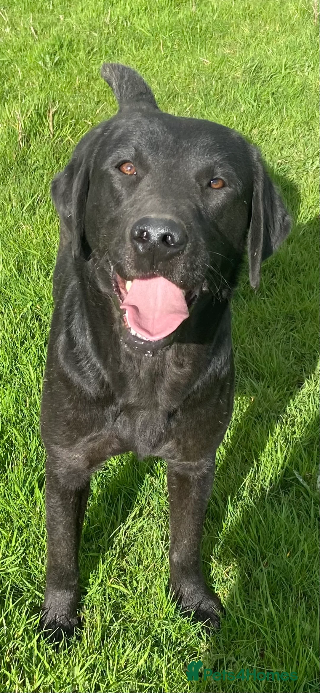 Labrador Retriever dogs for stud: Black Labrador Retriever Stud dog in Church Stretton - Advert 2