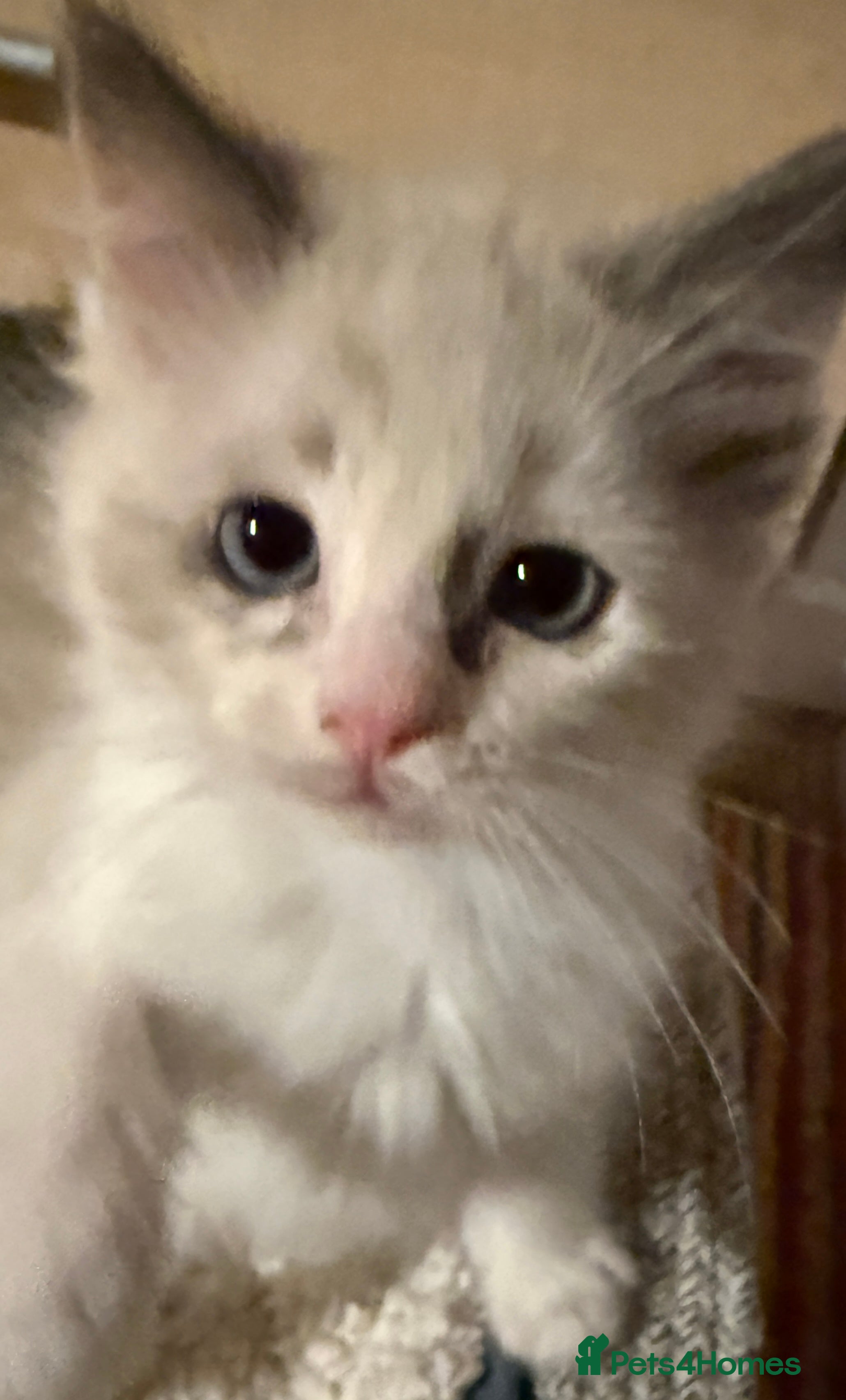 Ragdoll cats Female Ragdoll Kitten - Advert 1