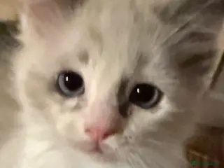 Ragdoll cats Female Ragdoll Kitten - Advert 2