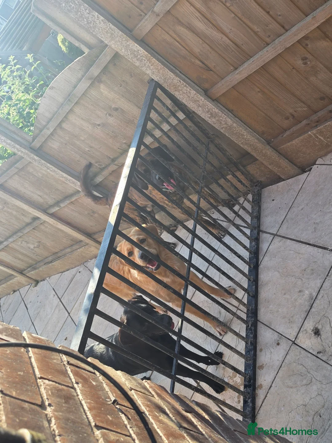Mixed Breed dogs for sale:  labrador × mastiff they are brother and sister - Advert 2
