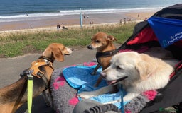Mixed Breed dogs for adoption: Sweet Kody is ready for his forever sofa - Image 18
