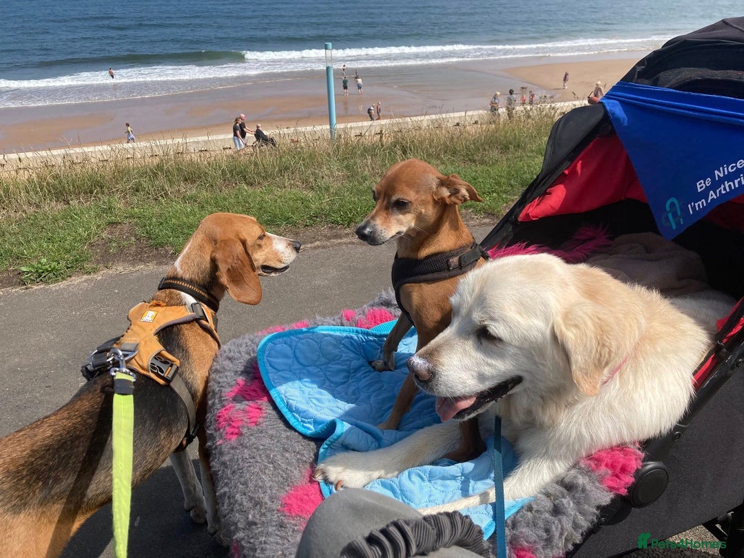 Mixed Breed dogs for adoption: Sweet Kody is ready for his forever sofa - Image 18