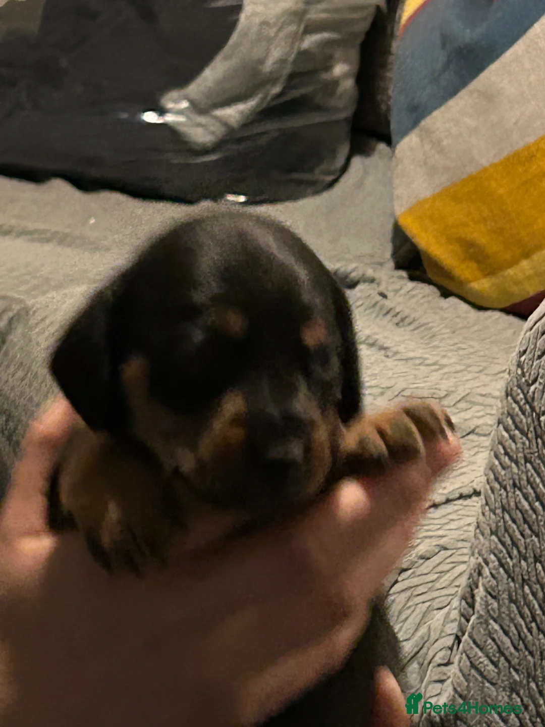 Mixed Breed dogs for sale: Beautiful puppies looking for their forever home  - Advert 2