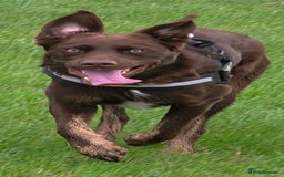 Borador dogs for stud: Borador for Stud - Image 2